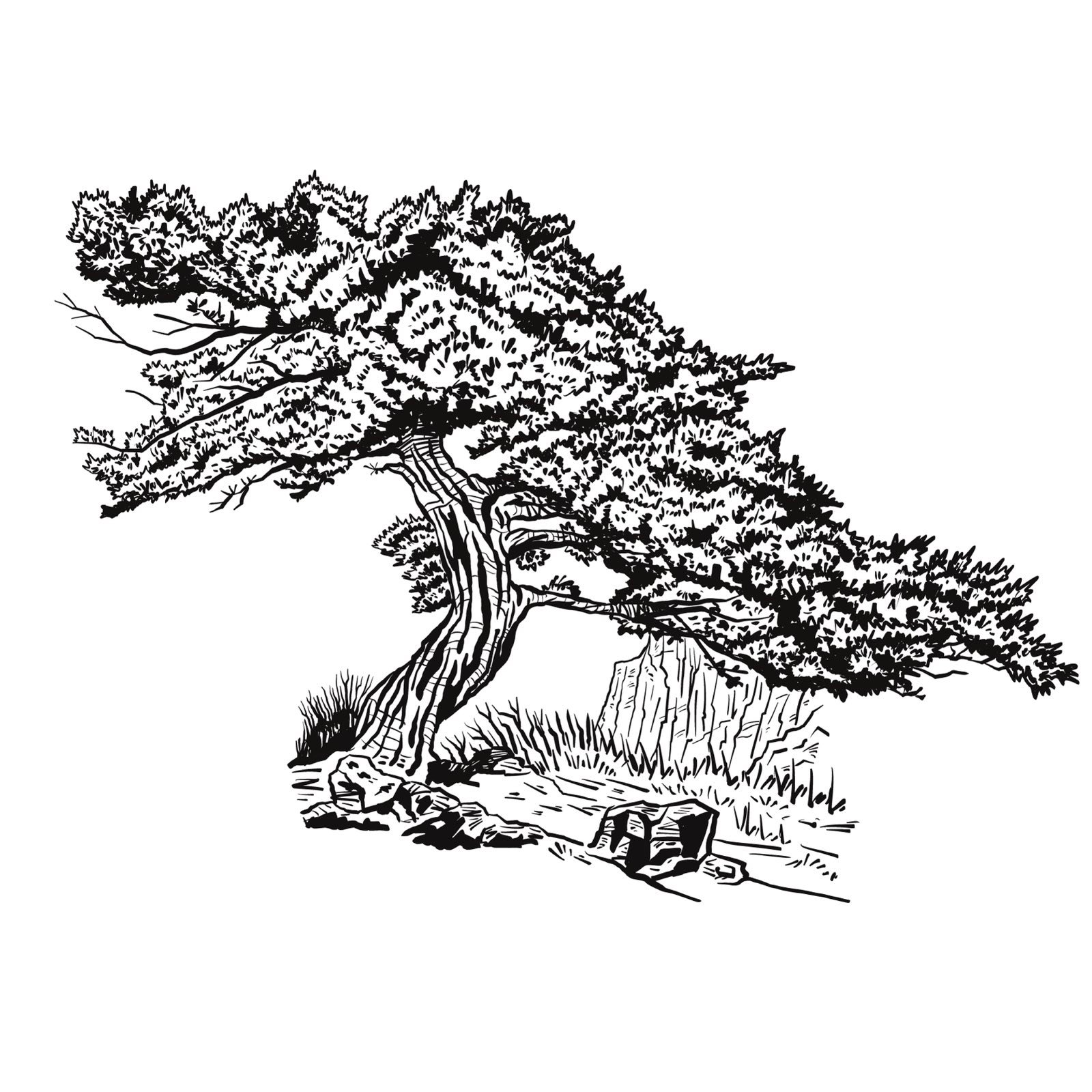 Ink drawing of the windswept tree above Cal Cabiol, Vilanova de Meià